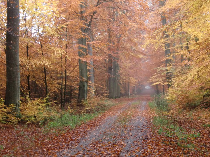 Wilseder Berg 1 2010 076